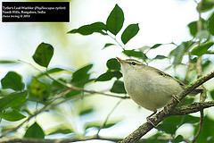 Phylloscopus tytleri