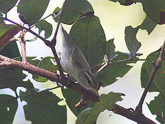 Phylloscopus occipitalis