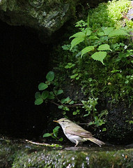 Phylloscopus coronatus