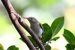 Phylloscopus ijimae