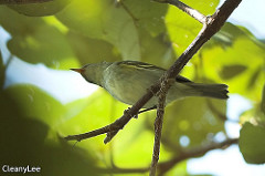 Phylloscopus reguloides