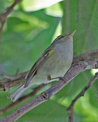 Phylloscopus davisoni