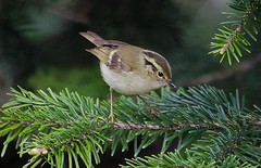 Phylloscopus forresti