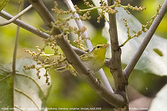 Phylloscopus cantator