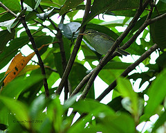 Phylloscopus cebuensis