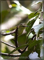 Phylloscopus trivirgatus