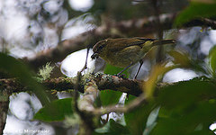 Phylloscopus sarasinorum