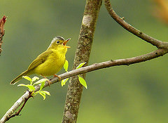 Seicercus tephrocephalus