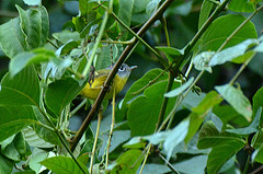 Seicercus poliogenys