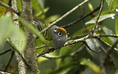 Seicercus castaniceps