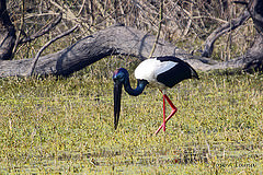 Ephippiorhynchus asiaticus