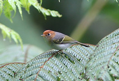 Seicercus grammiceps