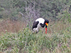 Ephippiorhynchus senegalensis