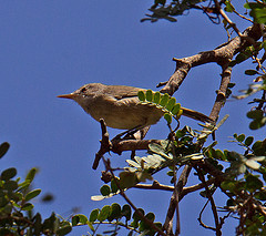 Acrocephalus brevipennis