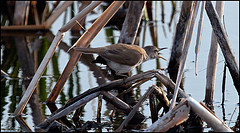 Acrocephalus rufescens
