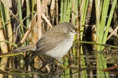 Acrocephalus gracilirostris