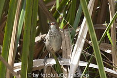 Acrocephalus newtoni