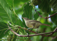 Acrocephalus sechellensis