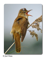 Acrocephalus arundinaceus