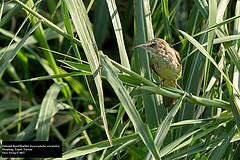 Acrocephalus orientalis