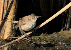 Acrocephalus stentoreus