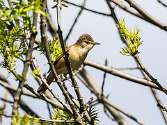 Acrocephalus australis