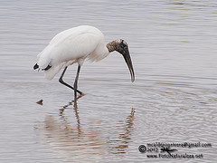 Jabiru mycteria