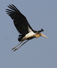 Leptoptilos javanicus