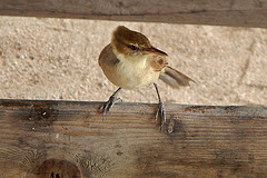 Acrocephalus atyphus