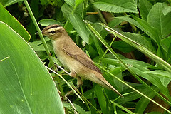 Acrocephalus bistrigiceps