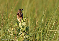 Acrocephalus paludicola