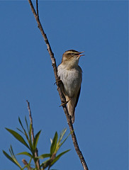 Acrocephalus schoenobaenus