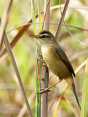 Acrocephalus tangorum