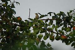 Acrocephalus dumetorum