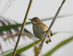 Acrocephalus scirpaceus