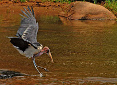 Leptoptilos crumenifer