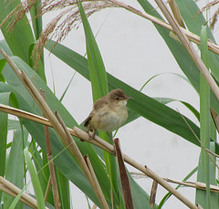 Acrocephalus palustris