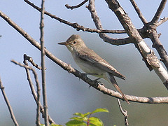 Hippolais olivetorum