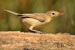 Hippolais polyglotta