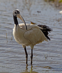 Threskiornis aethiopicus