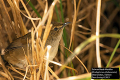 Locustella alishanensis