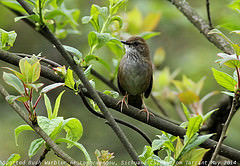 Locustella thoracica