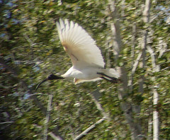 Threskiornis bernieri