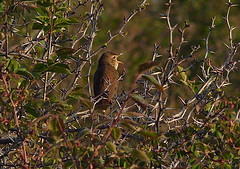 Locustella tacsanowskia