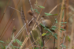 Locustella luteoventris