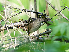 Locustella fluviatilis