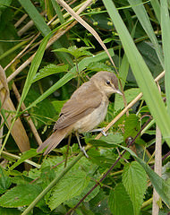 Locustella luscinioides