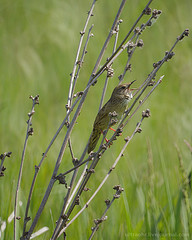Locustella lanceolata