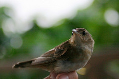 Locustella ochotensis