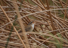 Locustella certhiola